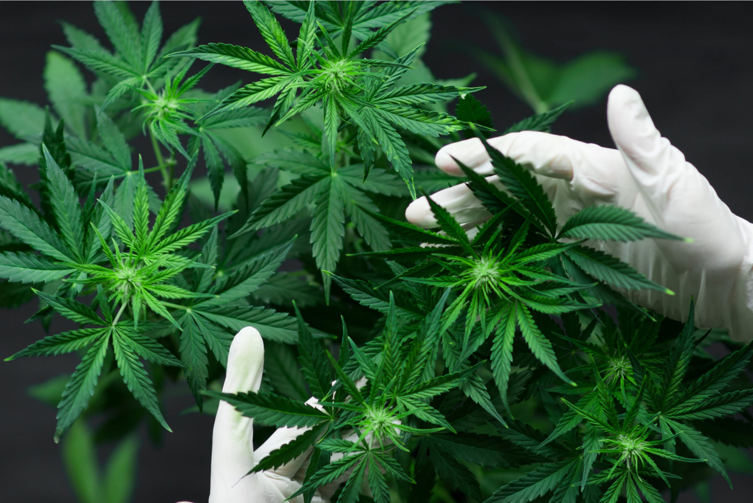 someone touching cannabis plants