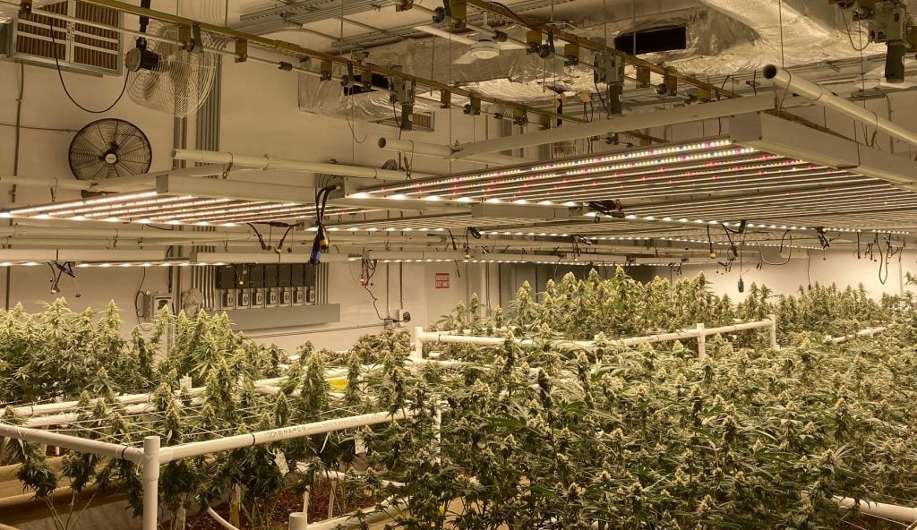 cannabis under adjustable grow lights