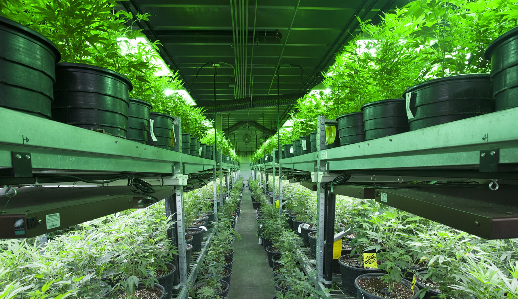 multiple cannabis plants sitting on rack