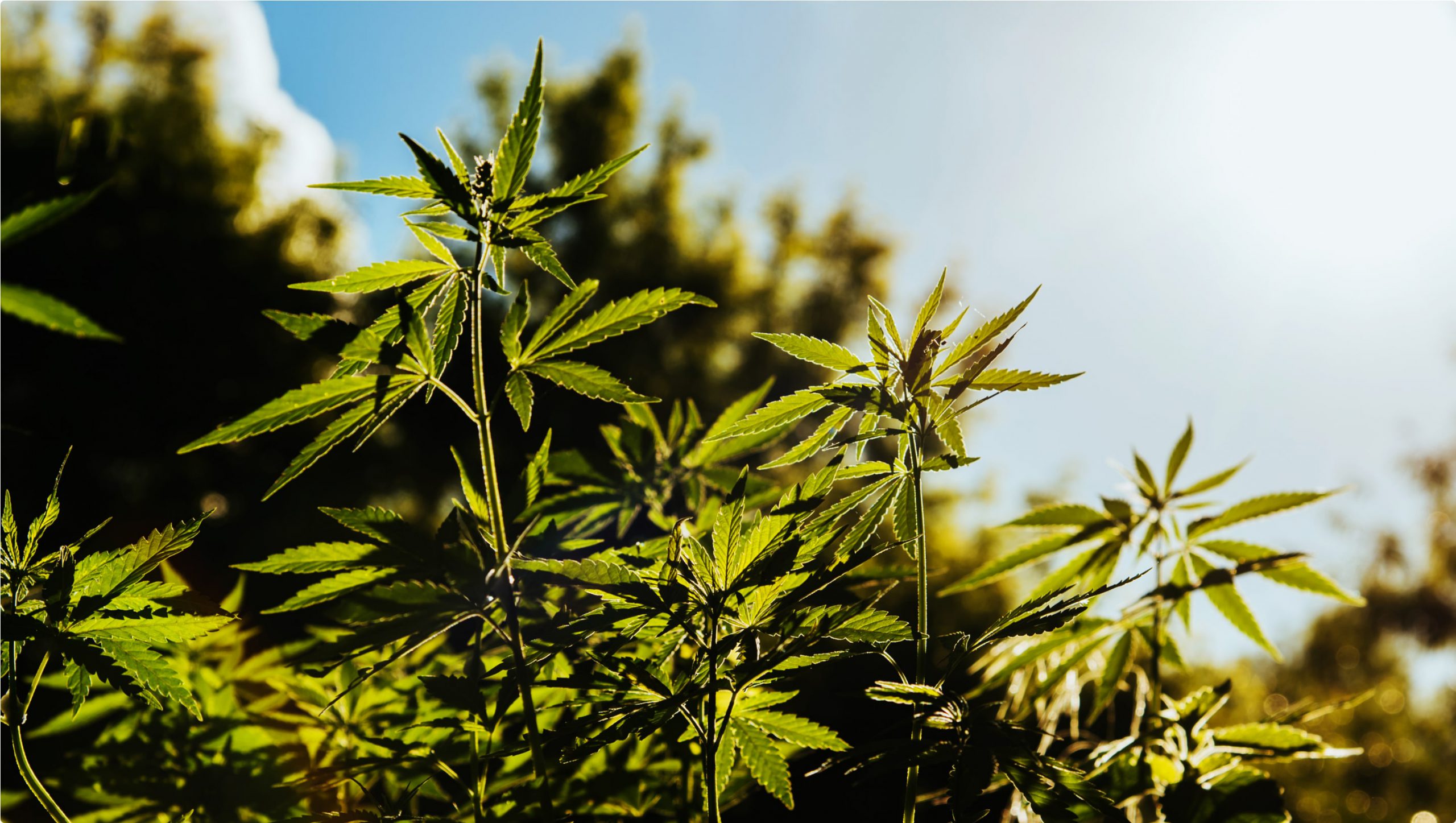 cannabis plants growing under sunlight