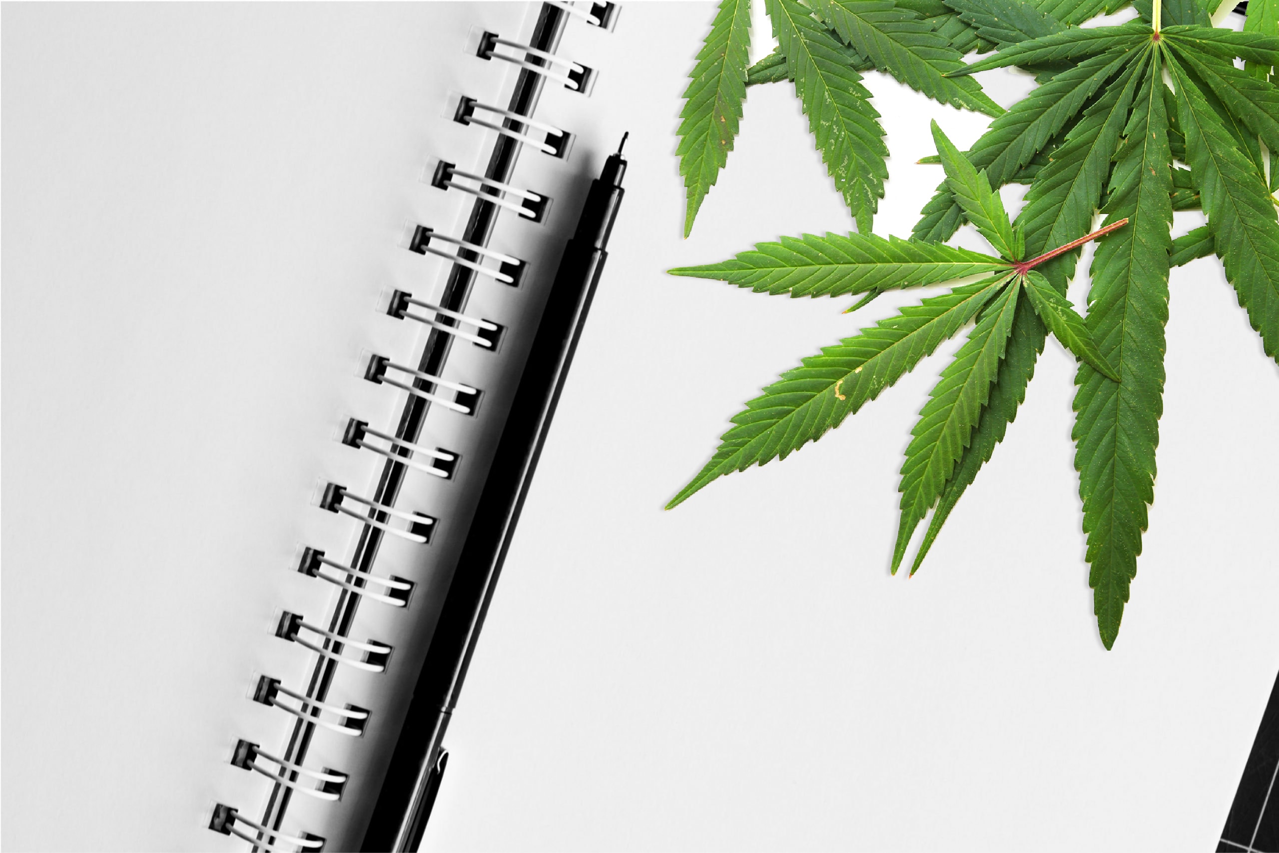 notebook with cannabis plant in the top right corner