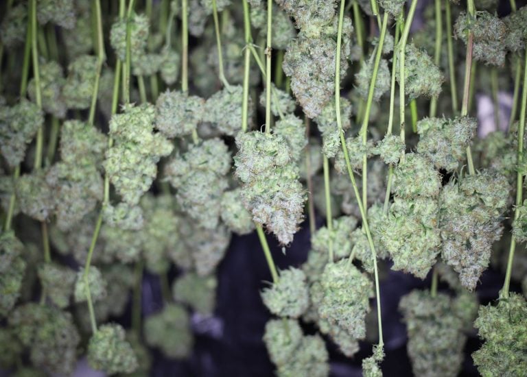 3 Cannabis Drying Racks That Will Transform Your Grow Space | Lift & Grow
