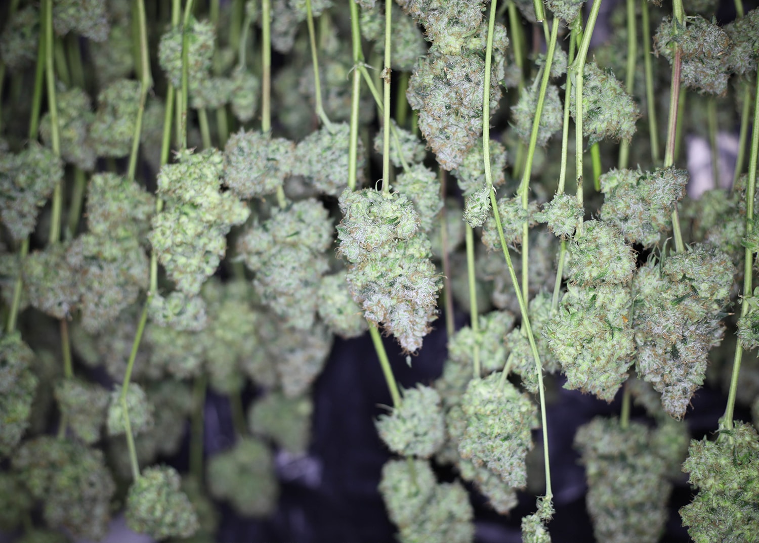 cannabis hangs in drying room