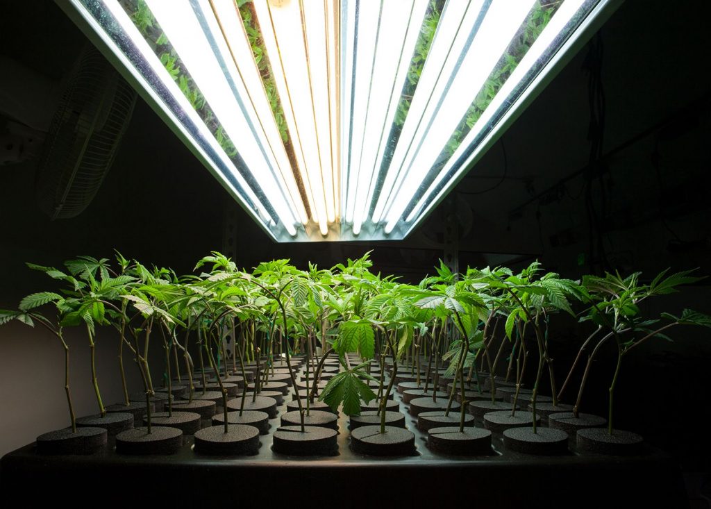 Гидропоника марихуана выращивания сережки с коноплей