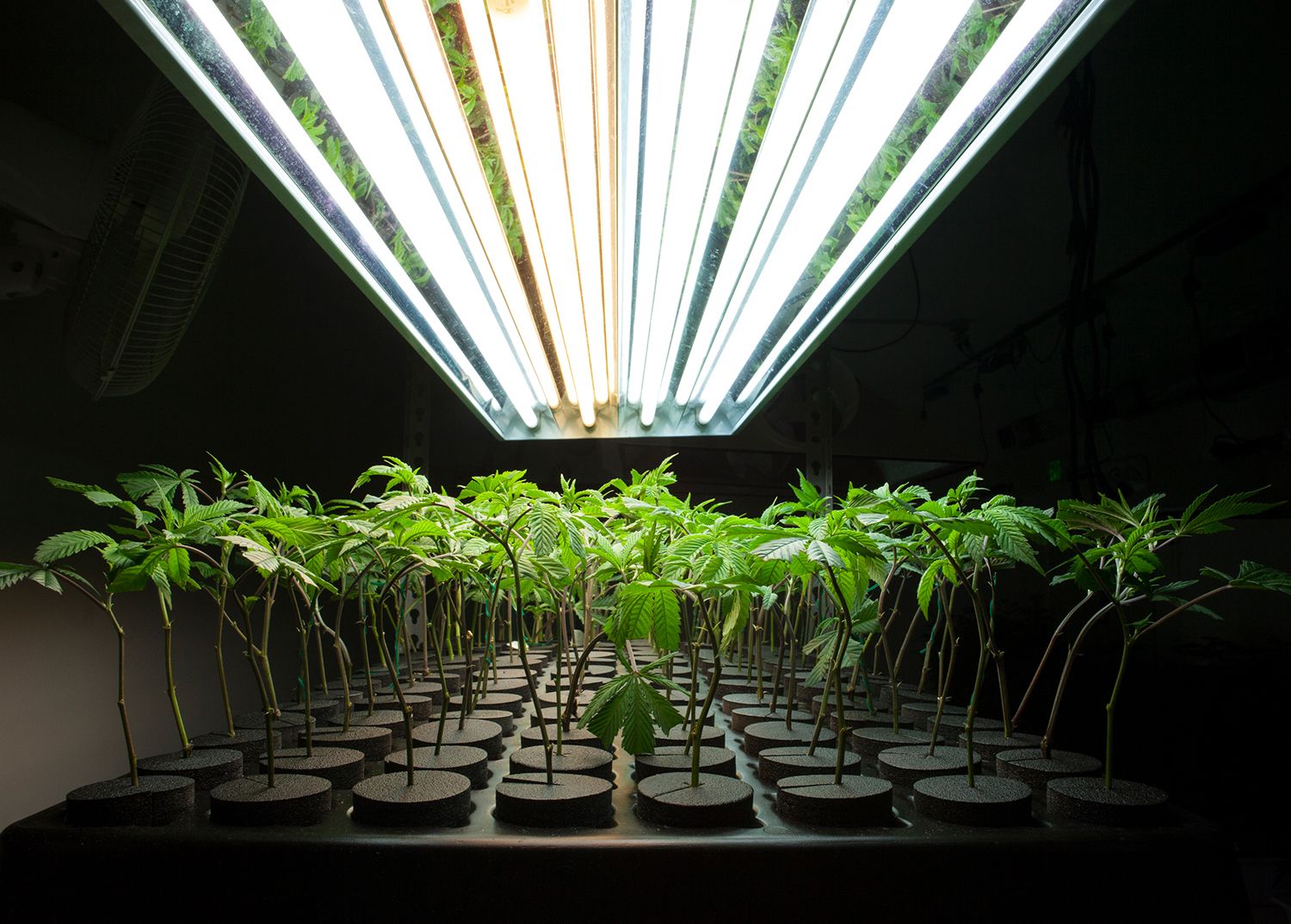 cannabis plants sitting under a light