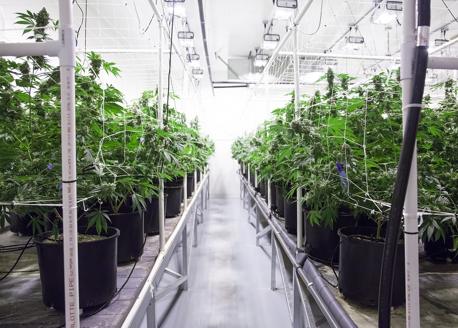 view of an indoor cannabis grow room