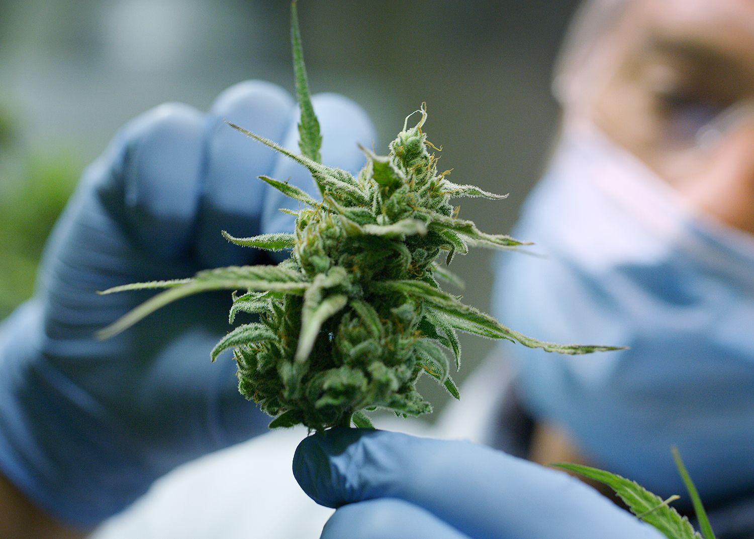 grow room employee examining cannabis