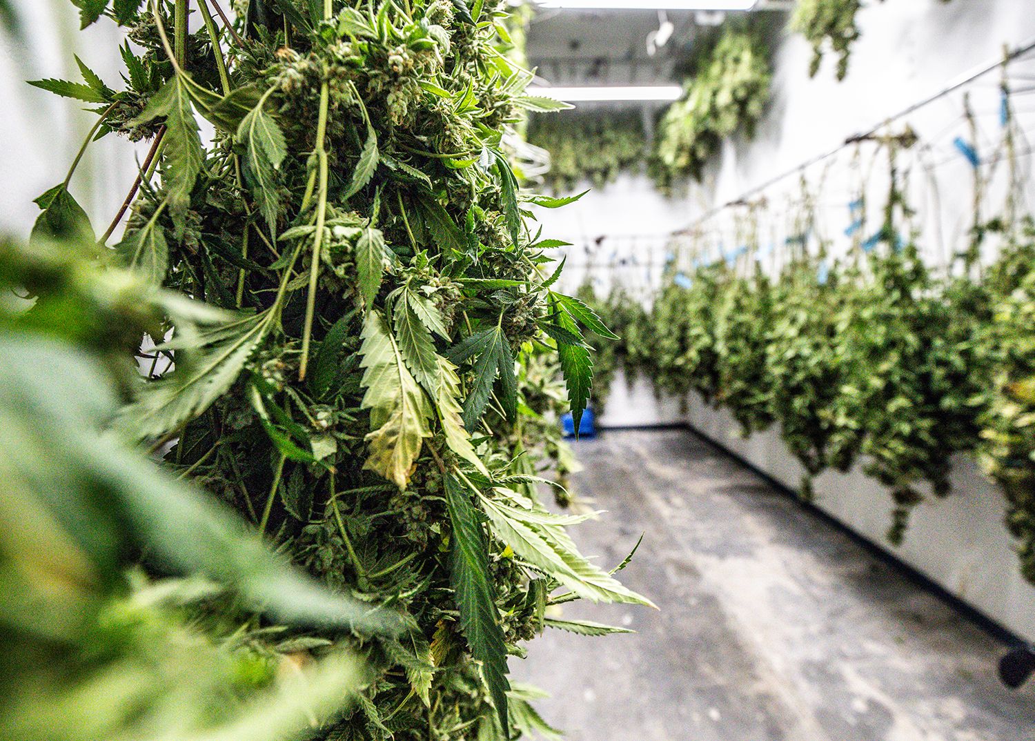 cannabis hanging from drying racks