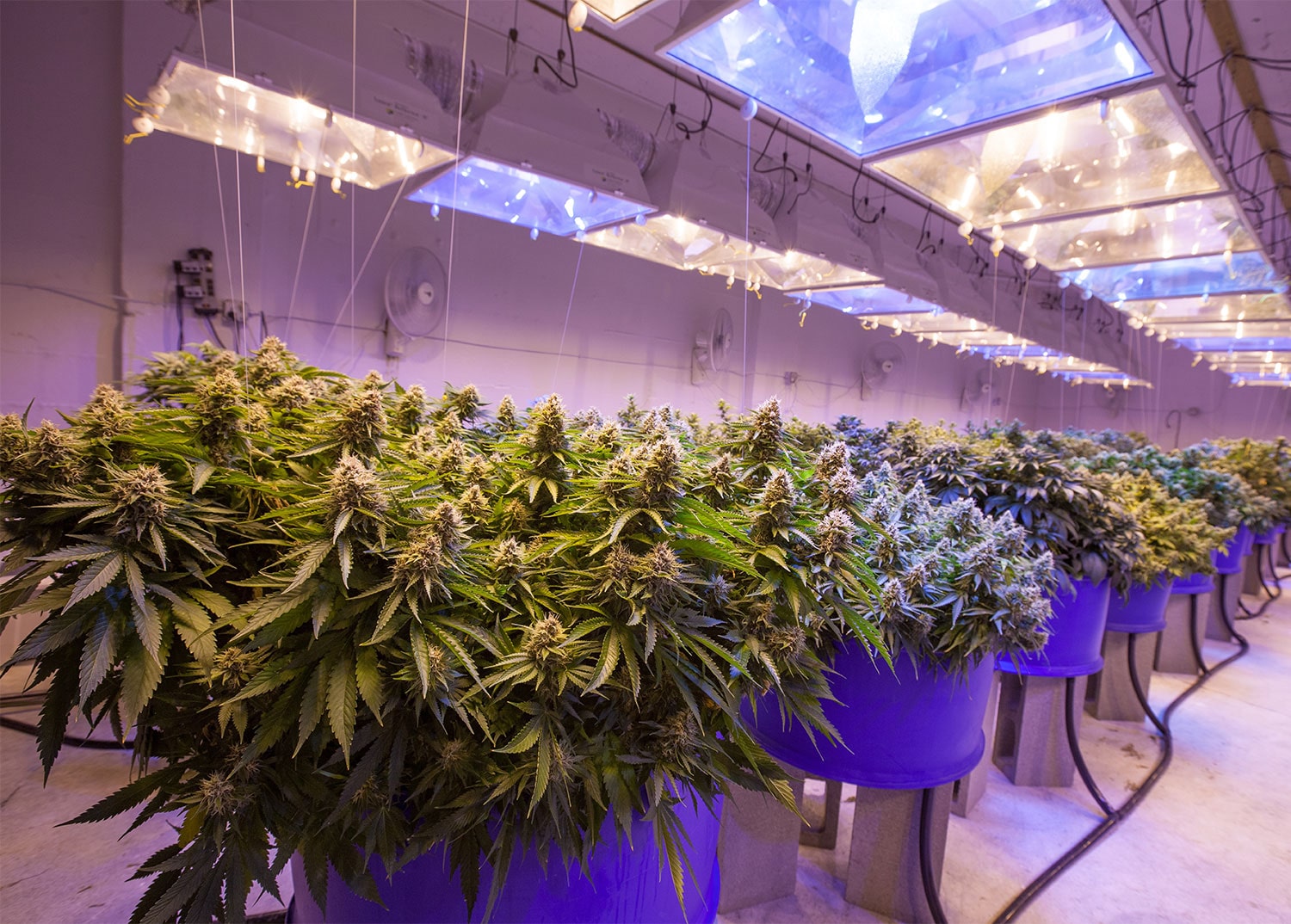 indoor cannabis grow room