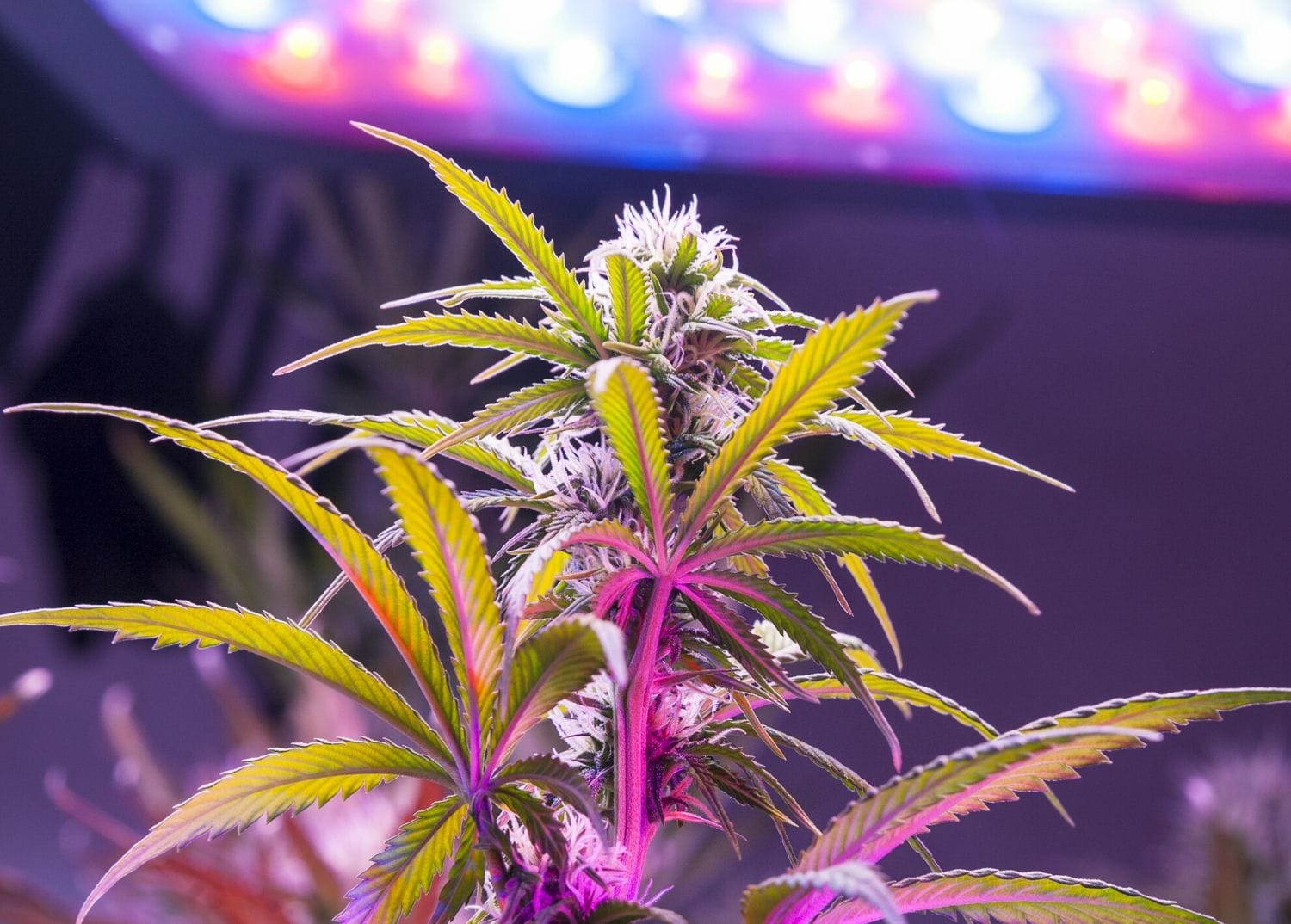 healthy plant thriving under adjustable grow lights