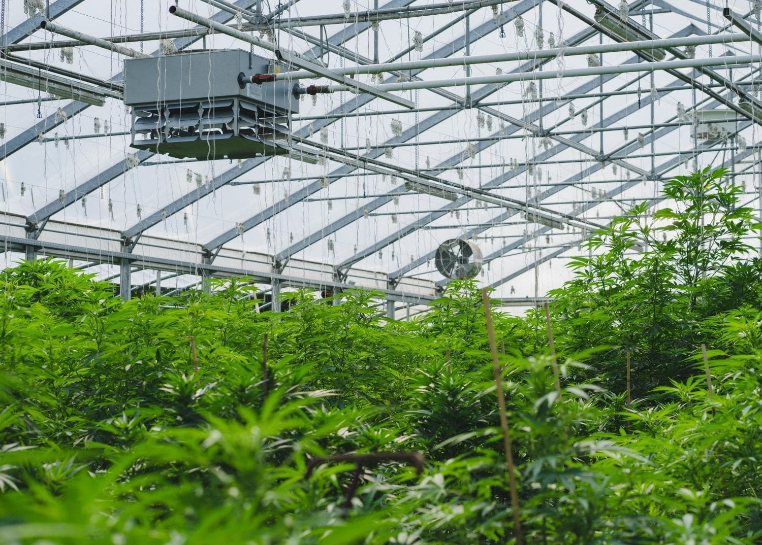 a commercial cannabis greenhouse facility