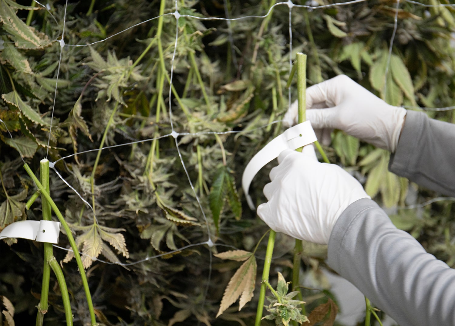 close up of worker hanging cannabis to dry and cure