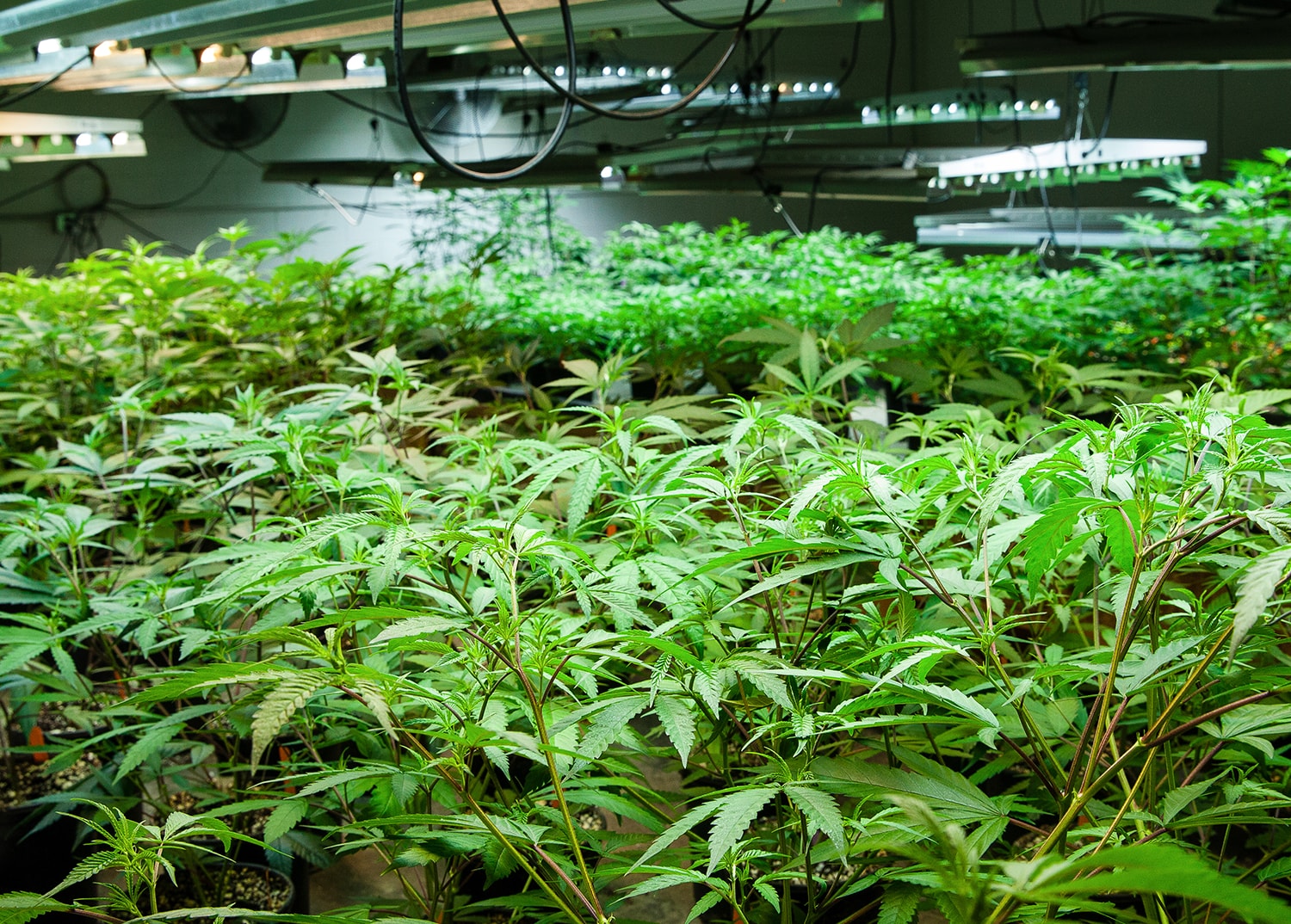 marijuana plants under grow lights