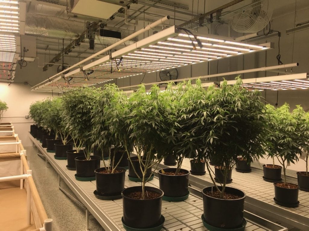 True Organics Mother Plants Under Standard Lift
