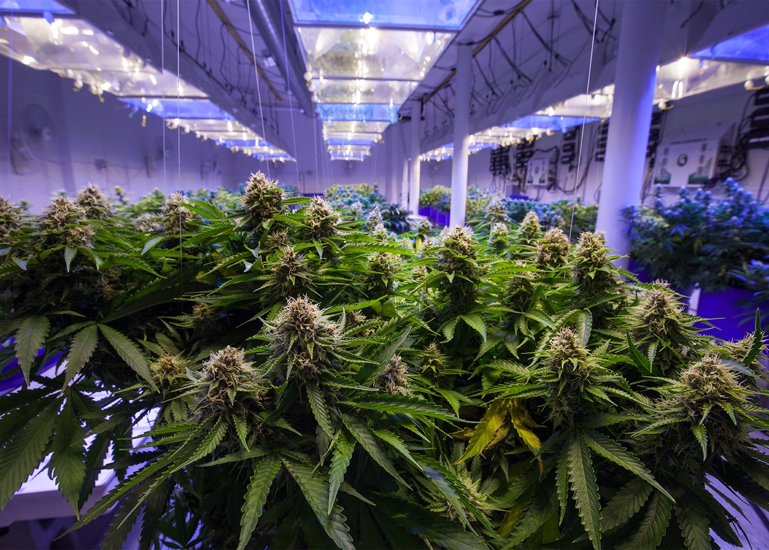 commercial cannabis growing underneath grow lights