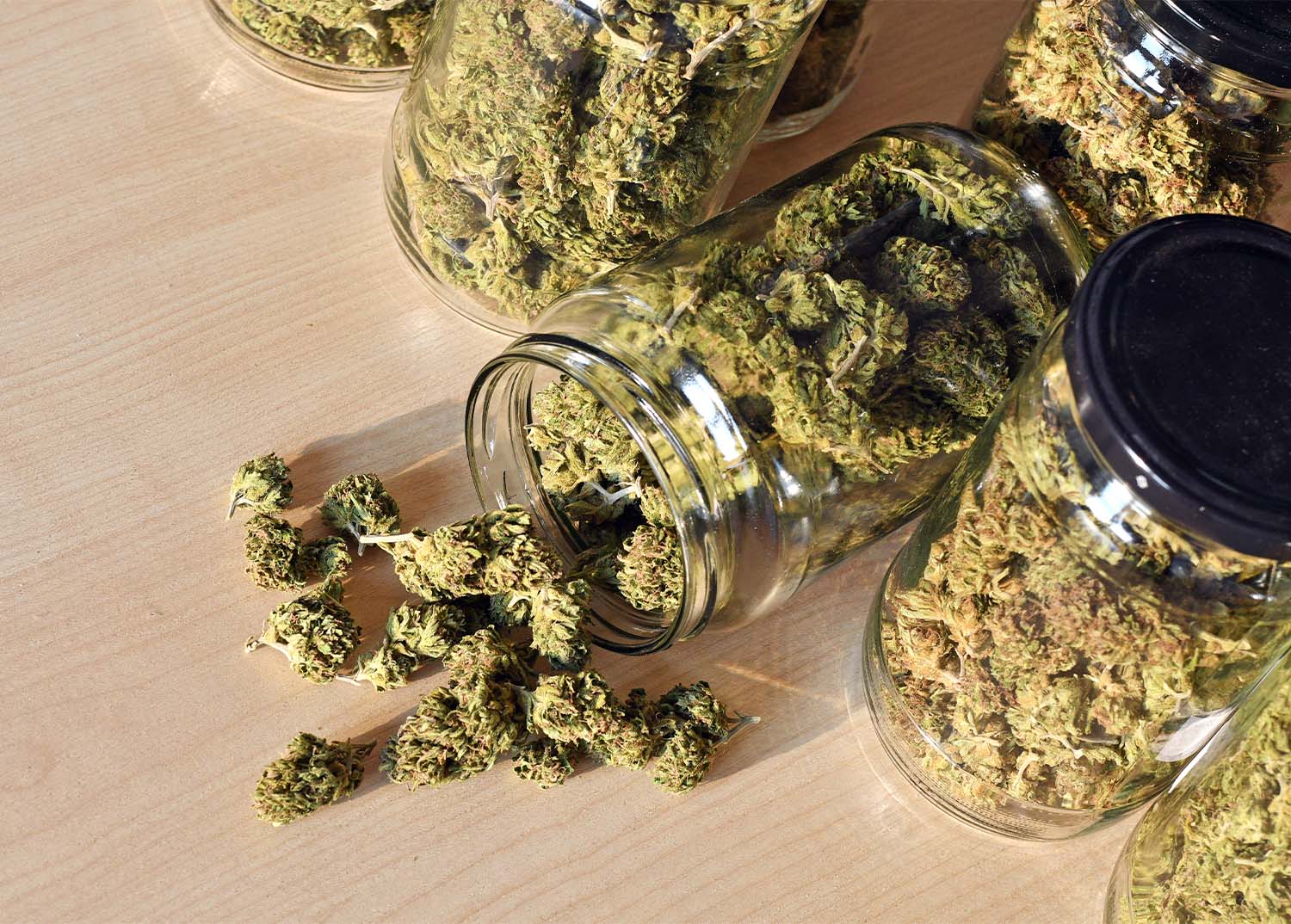 Dried cannabis buds in jars