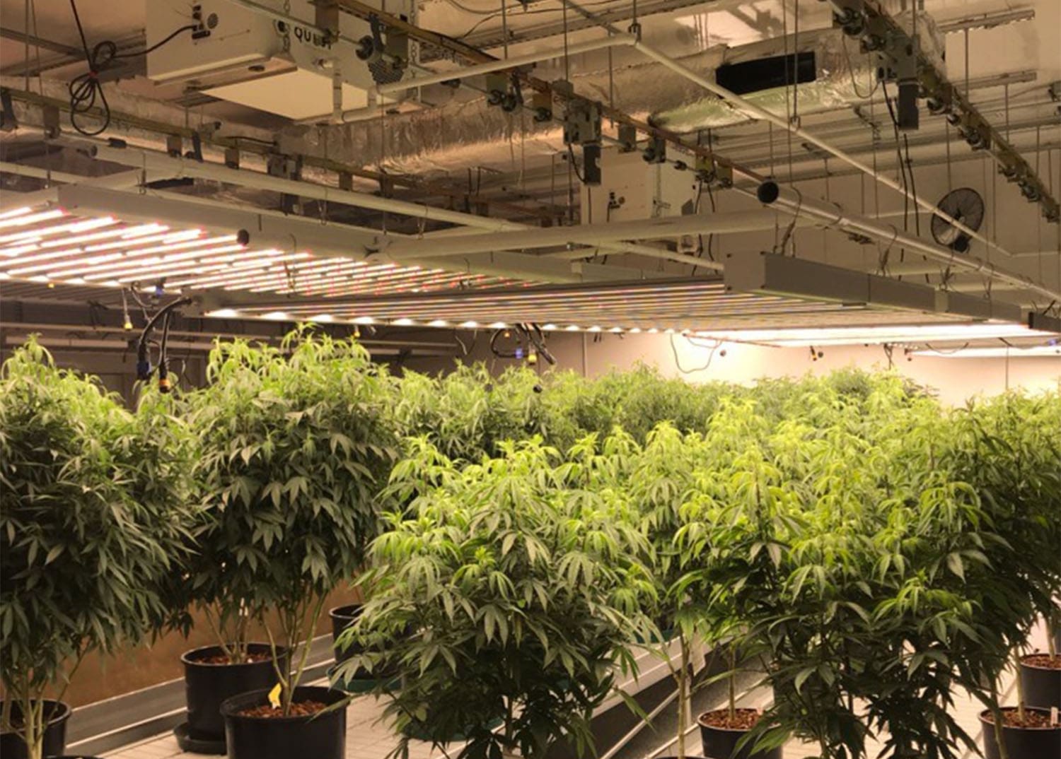 marijuana plants growing in an indoor cannabis cultivation facility
