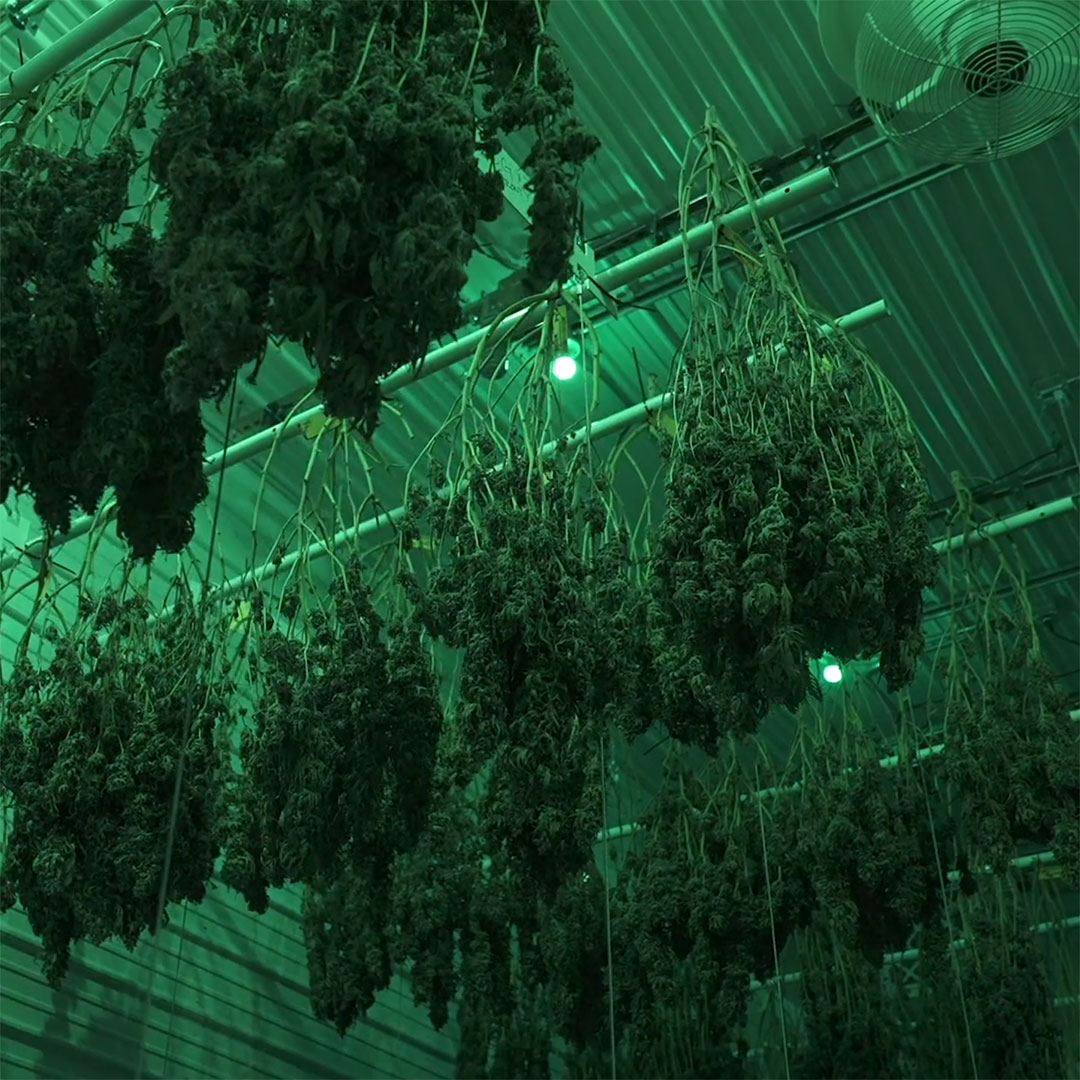 Revolutionizing Cannabis Harvesting with Technological Advancements