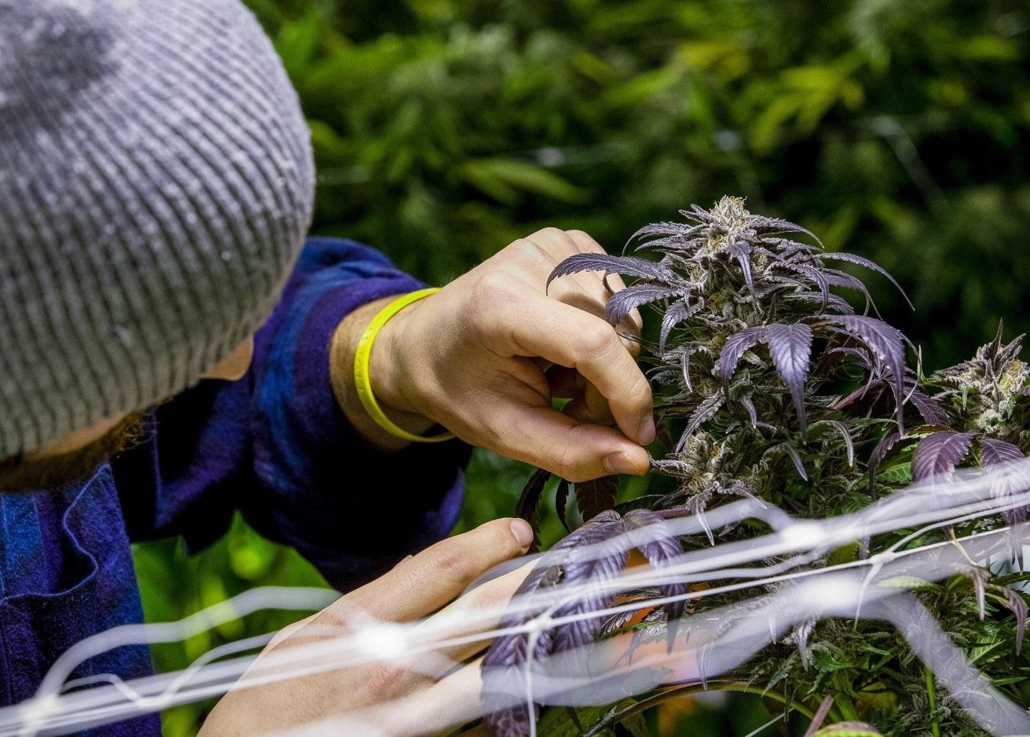 cultivator tending to her cannabis crop to boost grow room profit