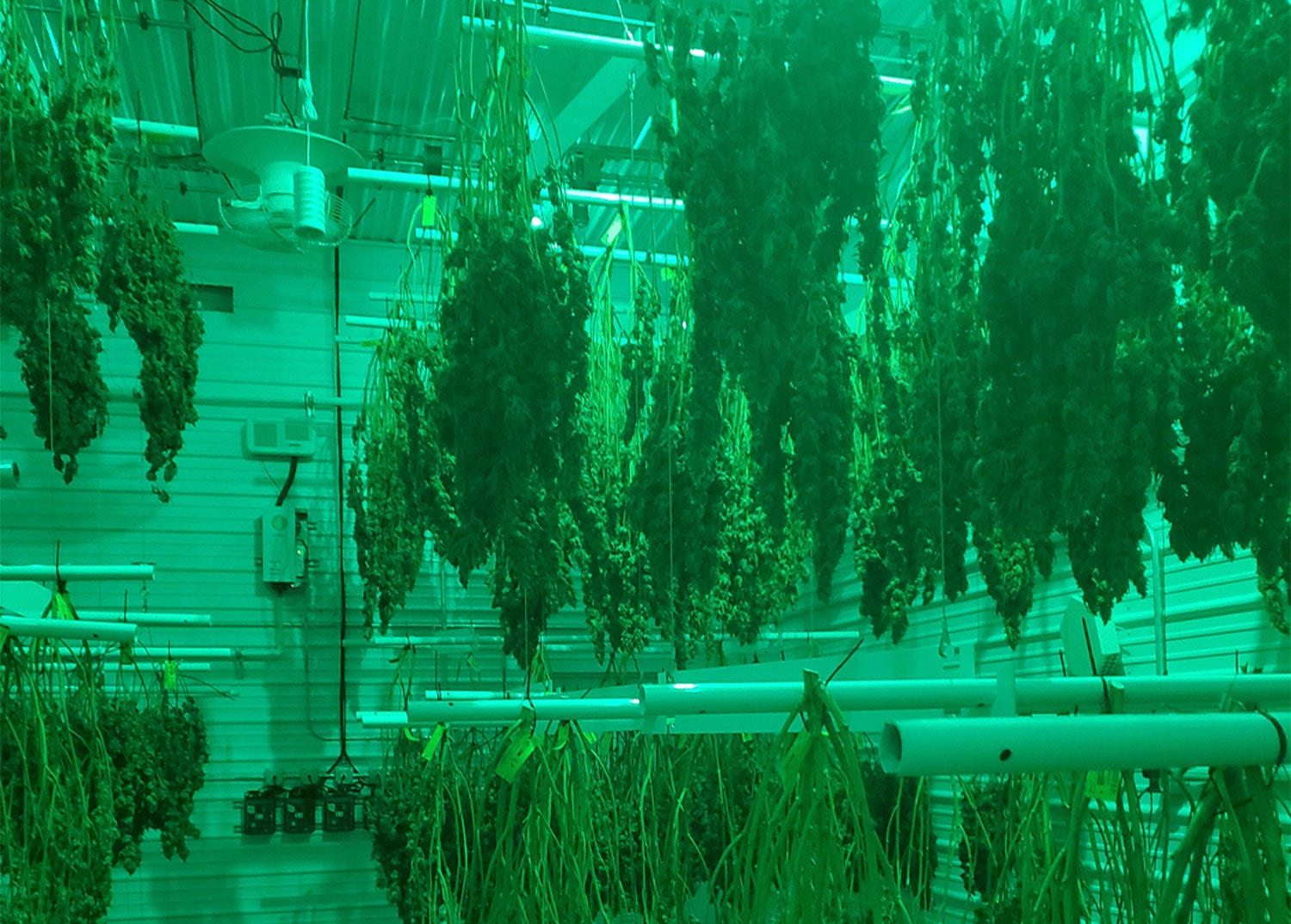 drying rack being used to improve cannabis spacing and yields