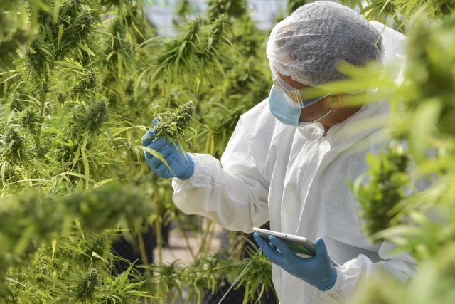 Top Cannabis Safety Tips to Minimize Injury Risks in Cultivation Facilities